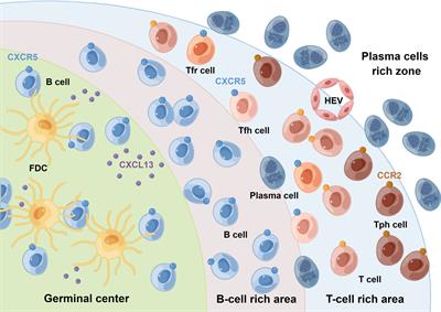 T peripheral helper cells in autoimmune diseases: What do we know?